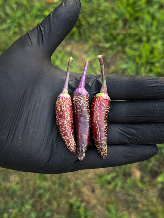 Dreamcatcher X Jalapeño Farmer Market