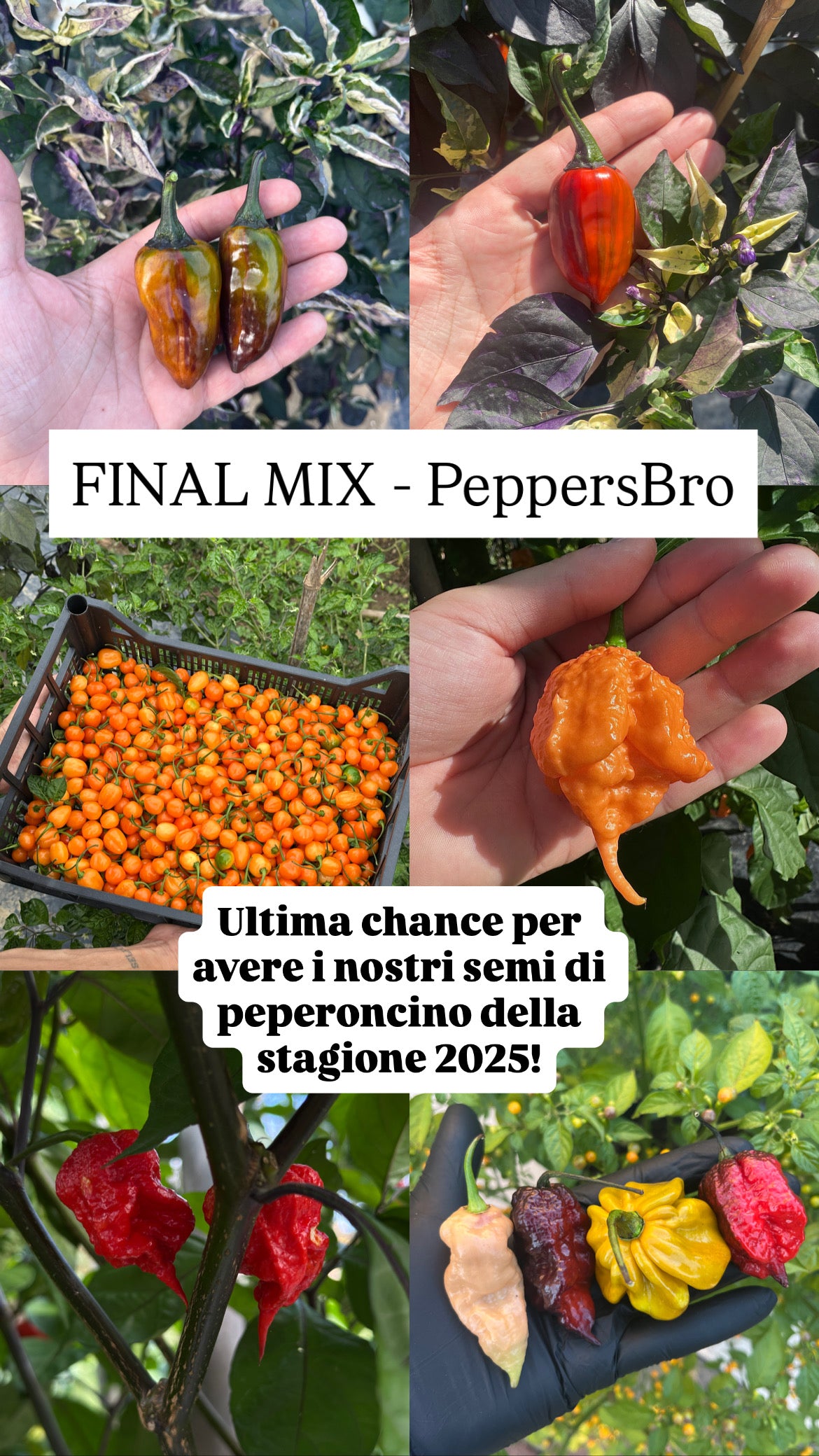 FINAL MIX - PeppersBro