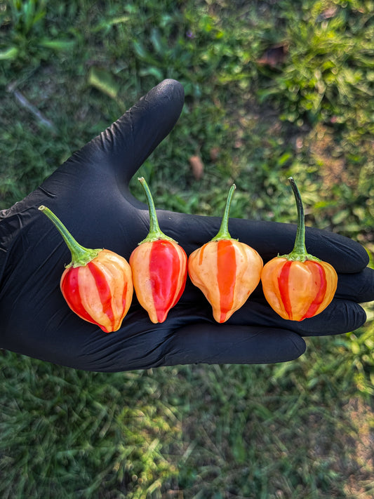 Peppapeach Stripey