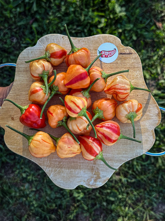 Peppapeach Stripey