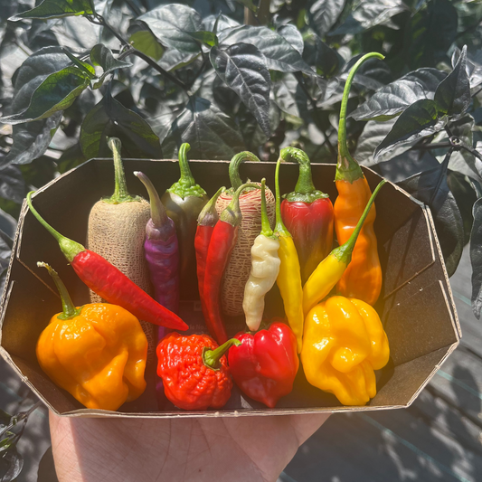 Fresh Chilli Mix – Alla scoperta dell’America