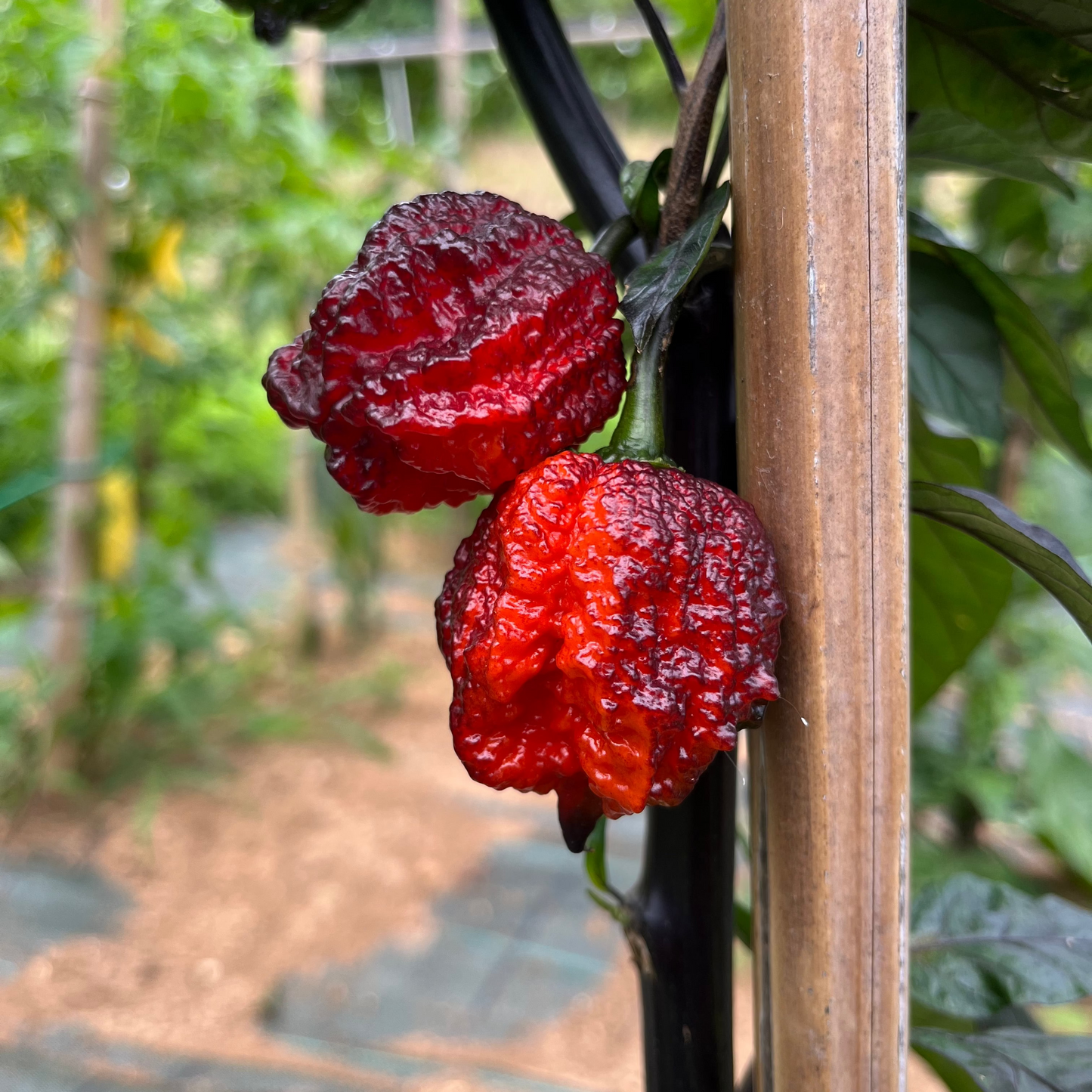 Orion - PeppersBro Selection