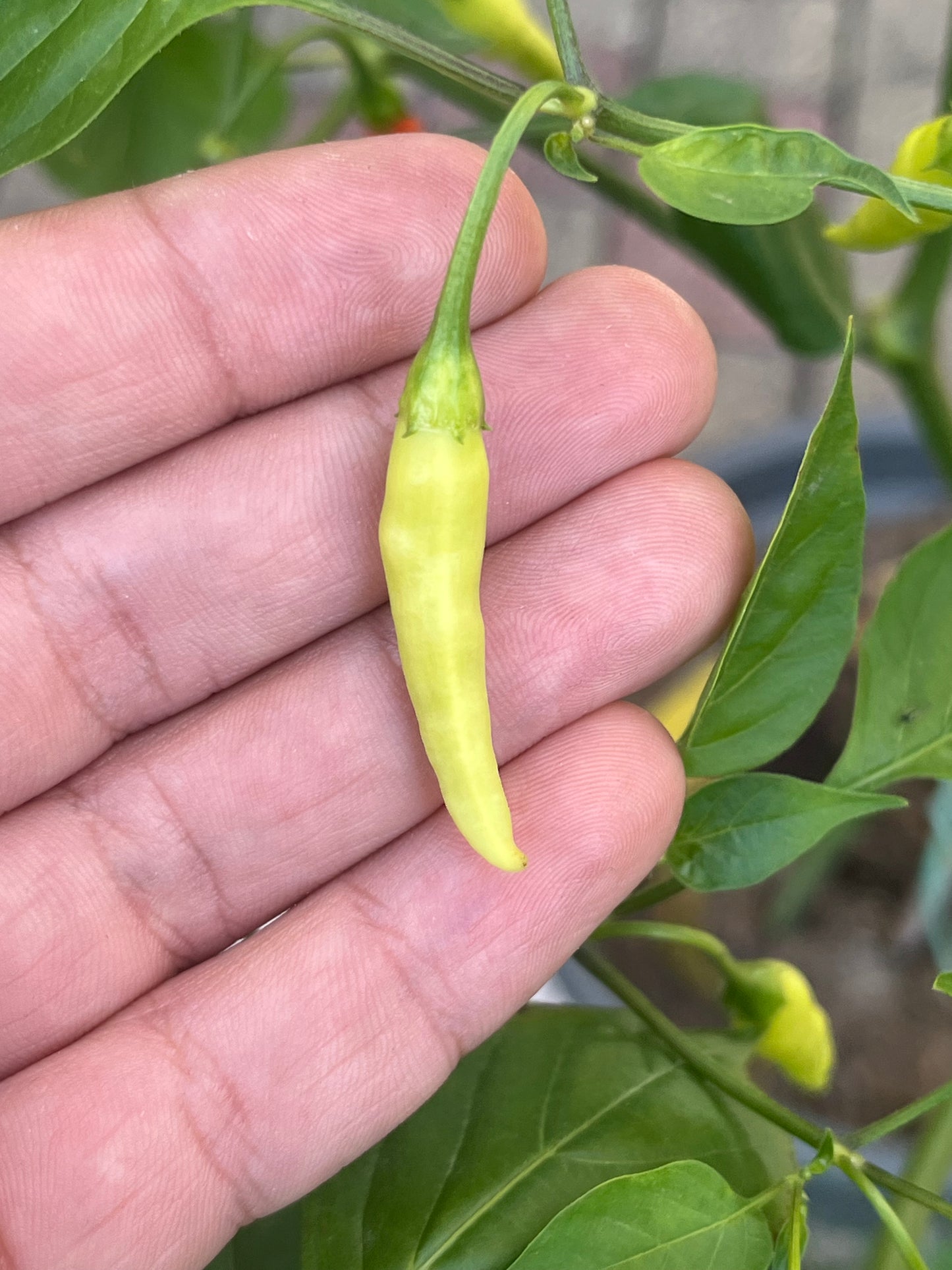 Aji Peruvian