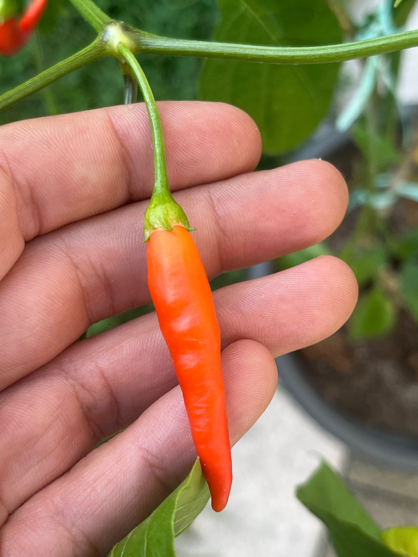 Aji Peruvian