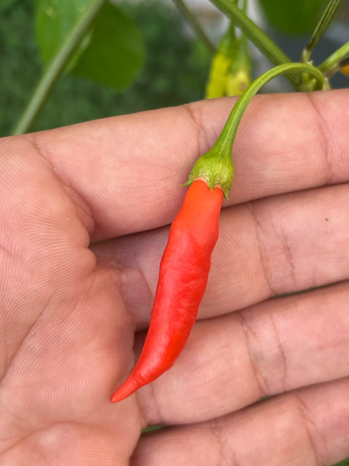 Aji Peruvian