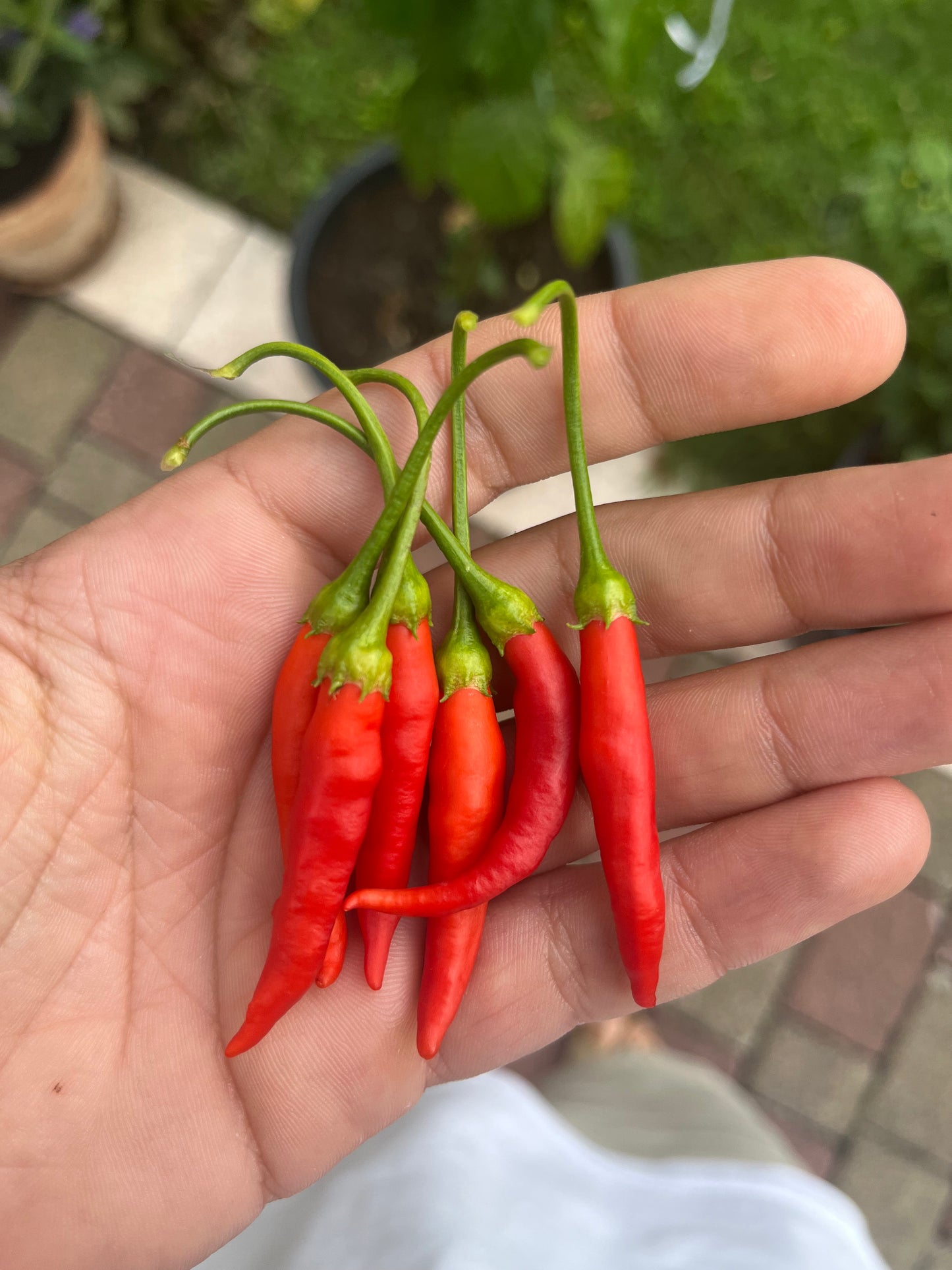 Christmas Mix PeppersBro 🎅🏼