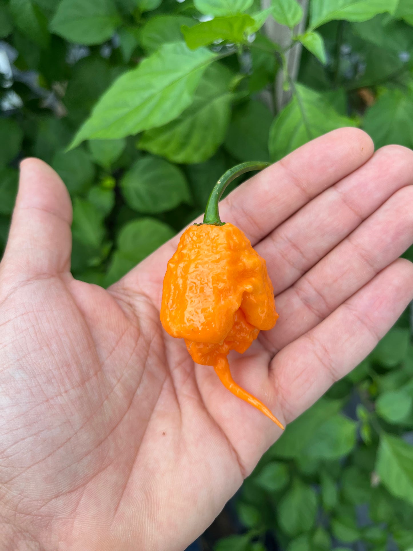 Inception (Douglah V2)