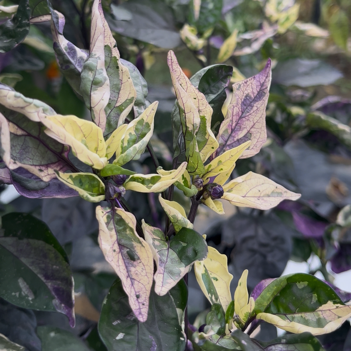 Cibola PeppersBro selection