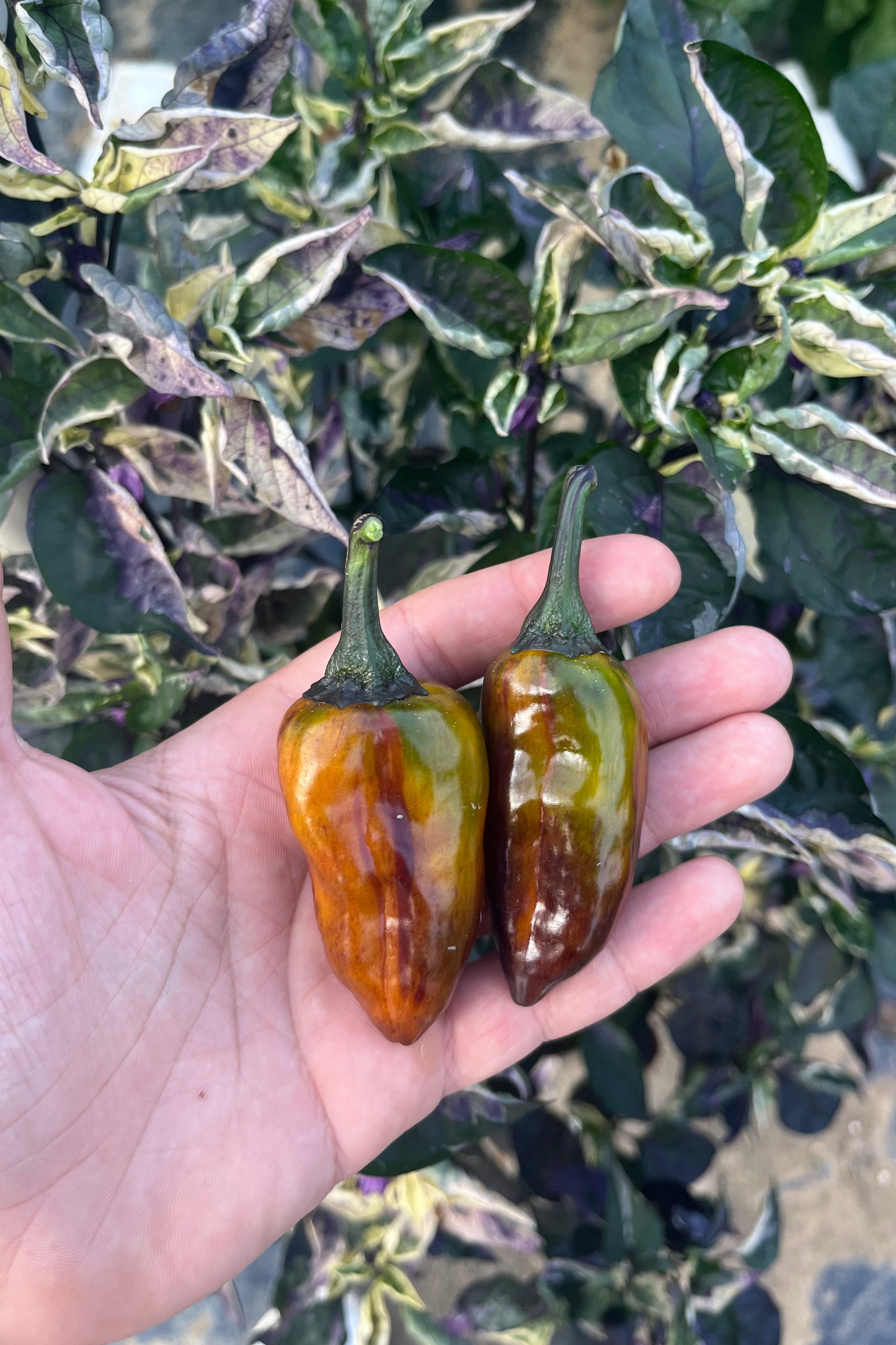 Cibola PeppersBro selection