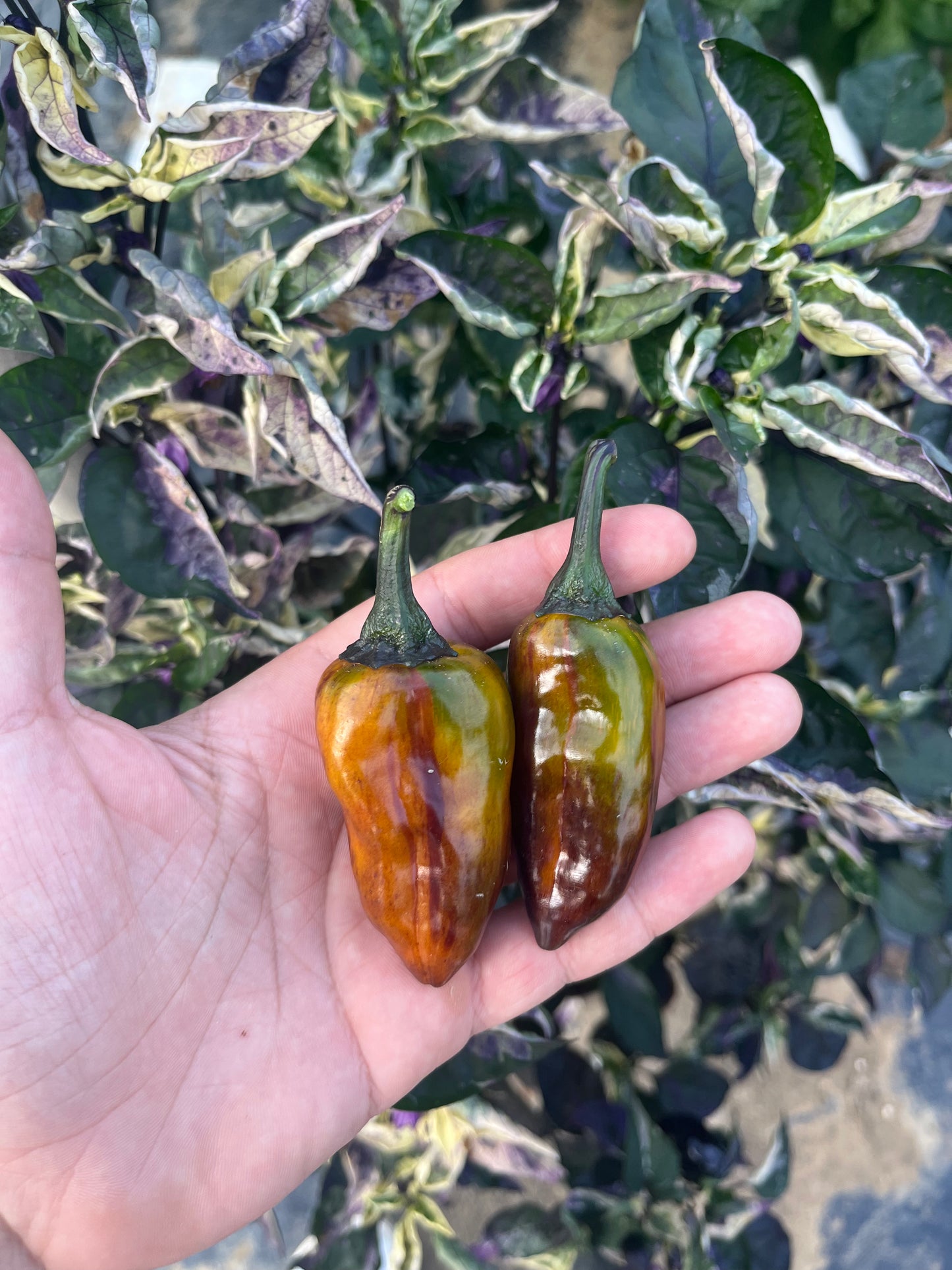 Christmas Mix PeppersBro 🎅🏼