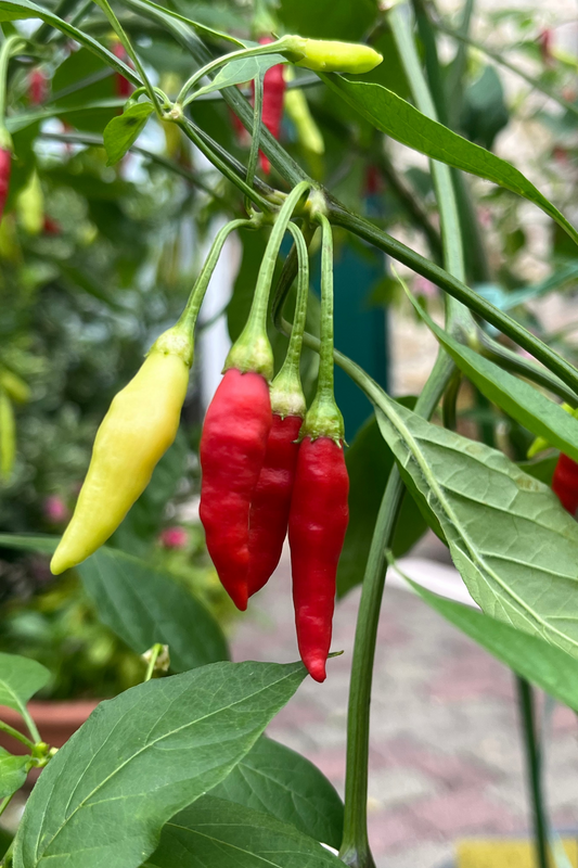 Aji Peruvian