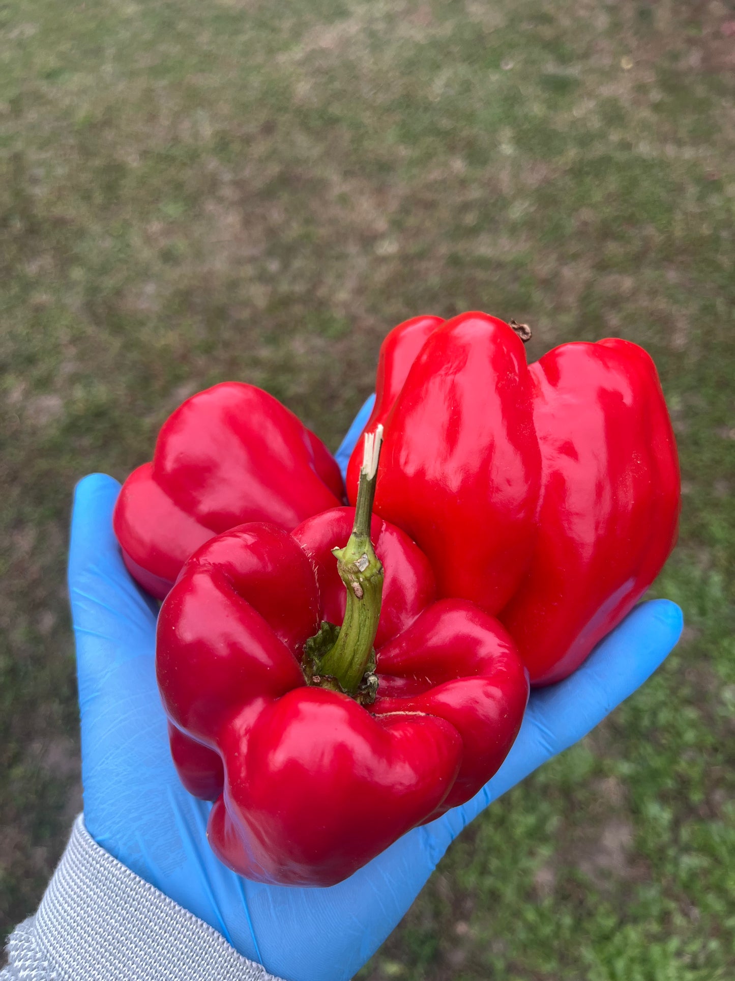 Antep Aci Dolma PeppersBro