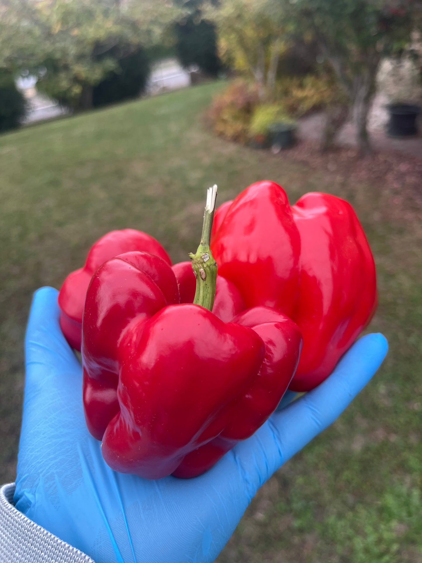 Antep Aci Dolma PeppersBro