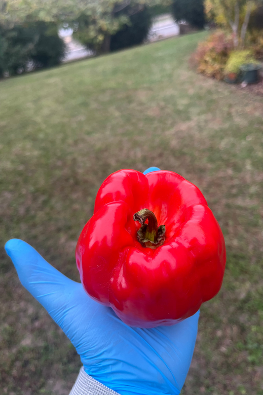 Antep Aci Dolma PeppersBro