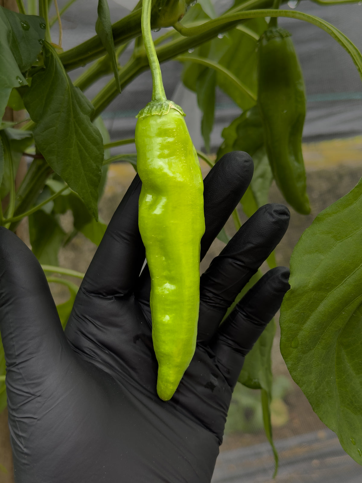 Aji Amarillo