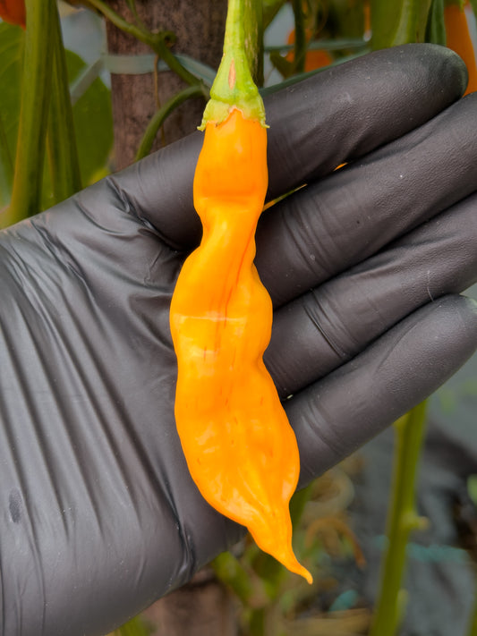 Aji Amarillo Stripey