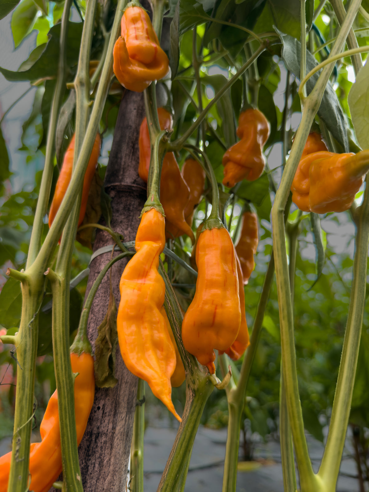 Aji Amarillo Stripey