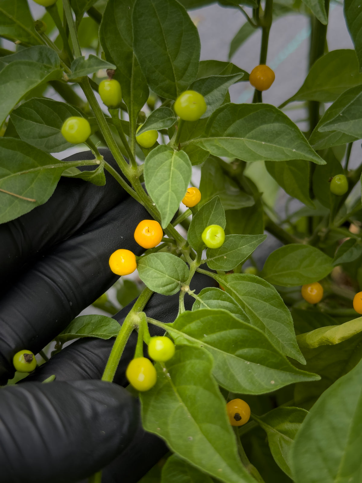 Aji Charapita
