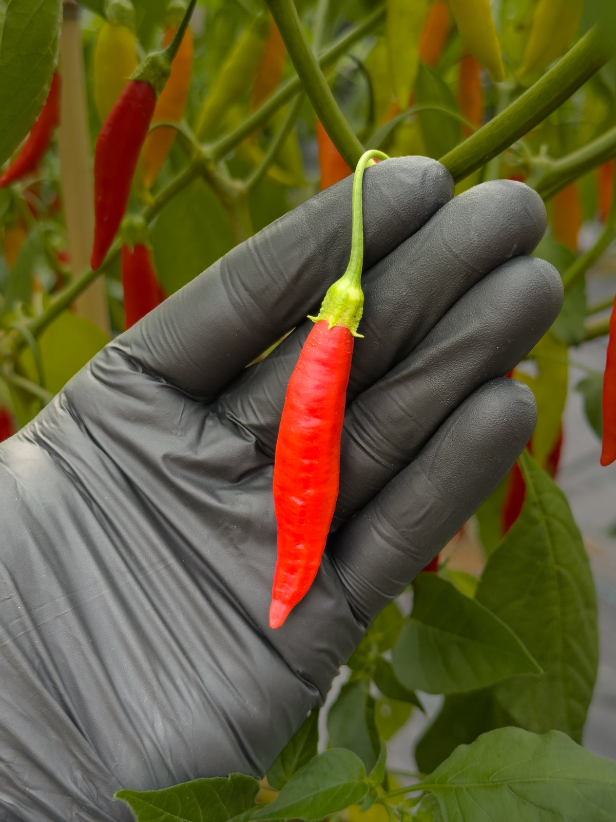 Aji Peruvian