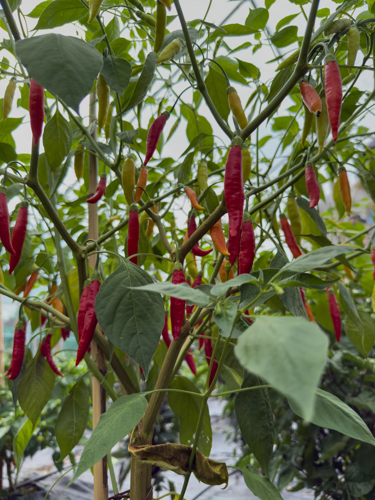 Aji Peruvian