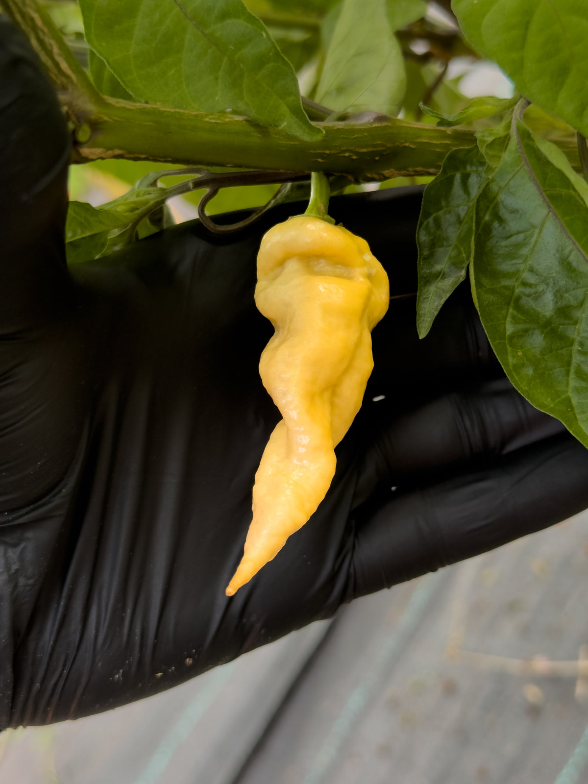 Bhut Jolokia Purple Peach