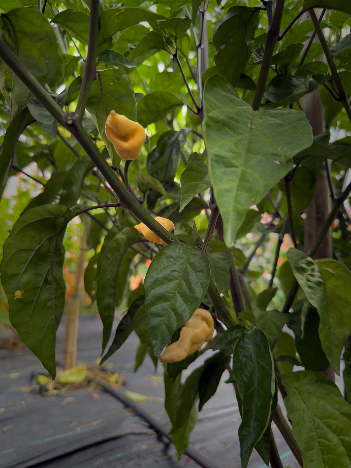 Bhut Jolokia Purple Peach