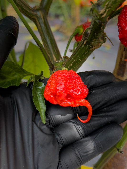 Carolina Reaper Red