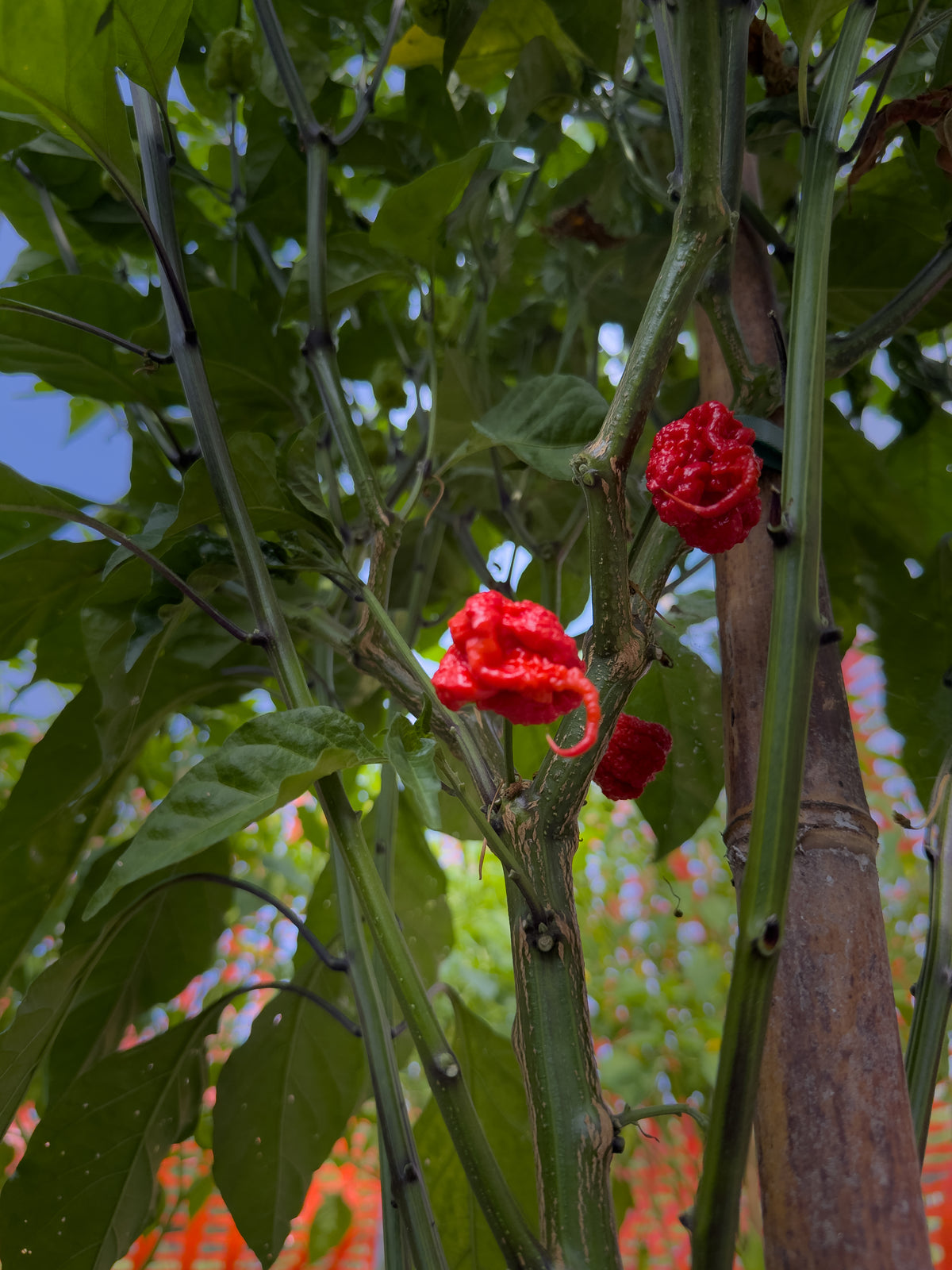 Carolina Reaper Red