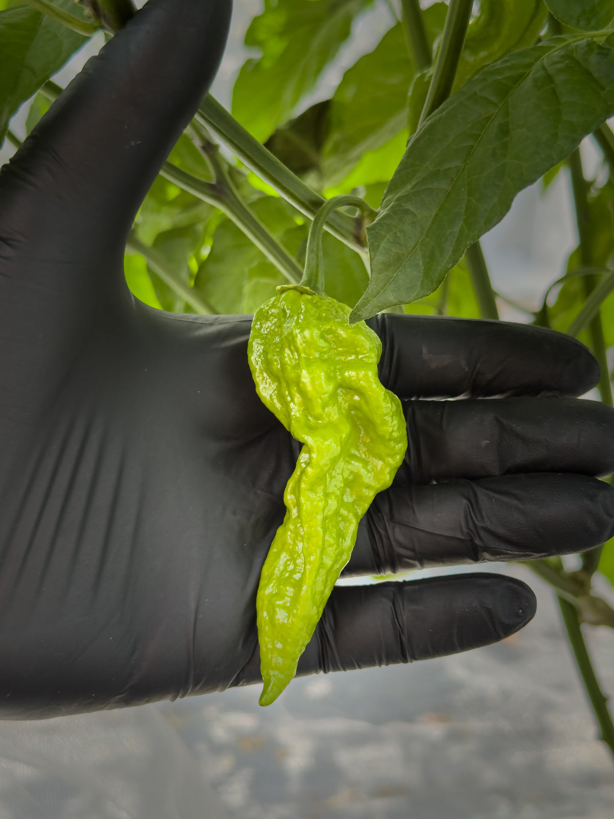 Fatalii