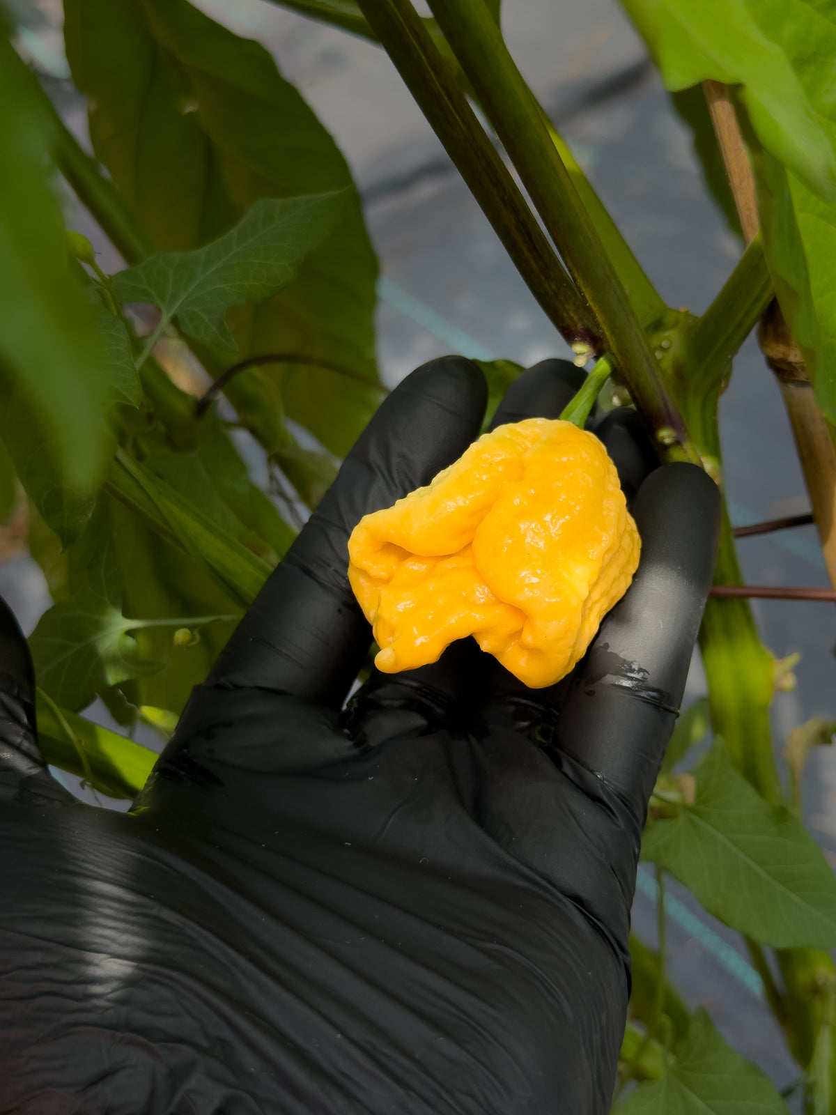 Golden Reaper