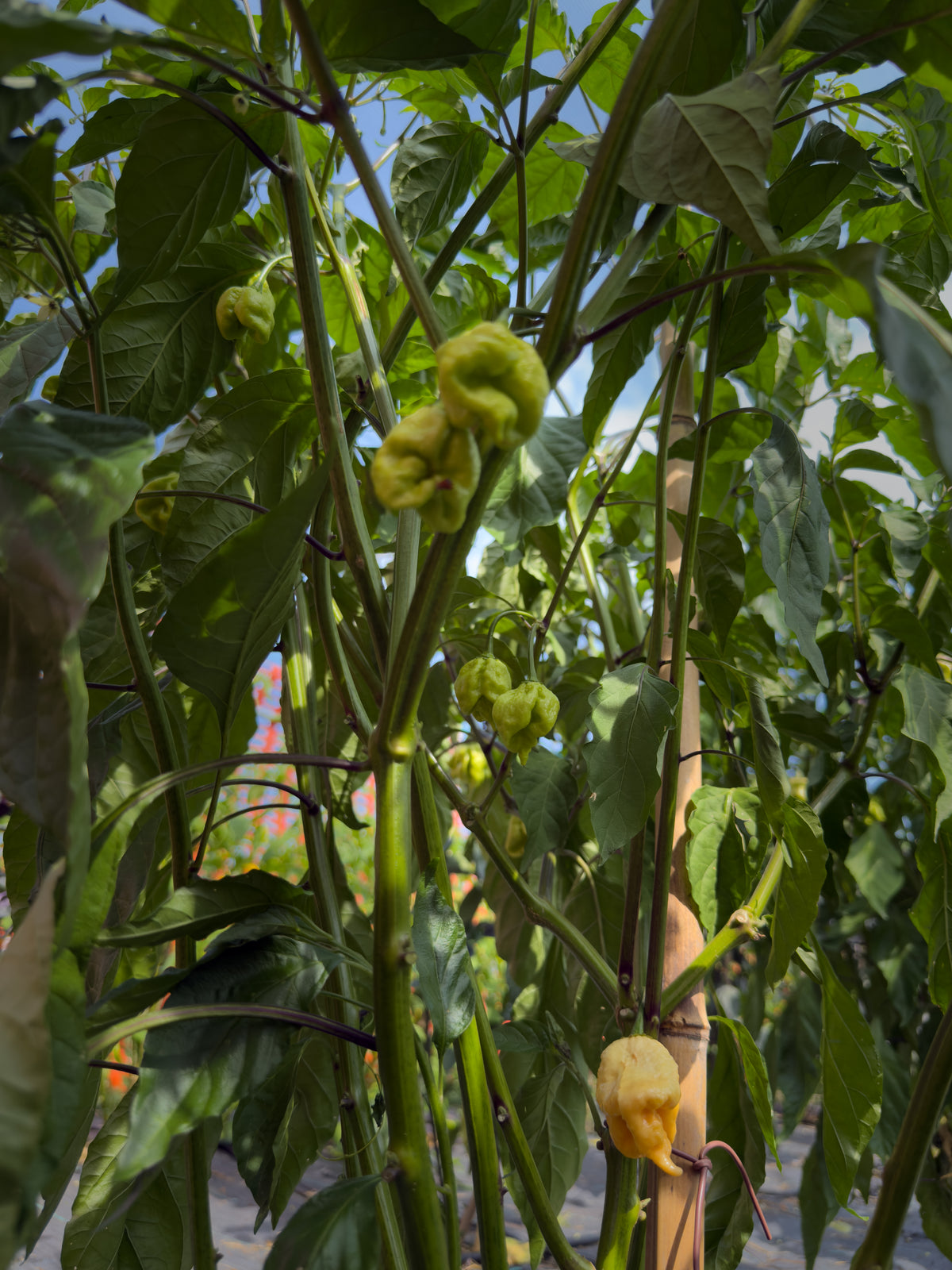 Golden Reaper