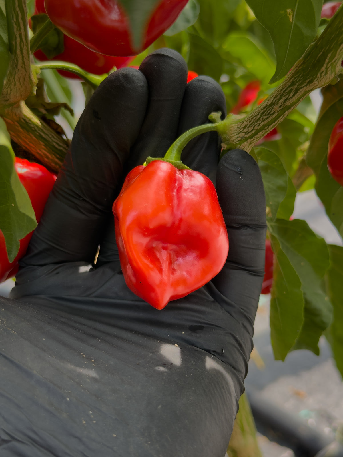 Habanero Red Savina