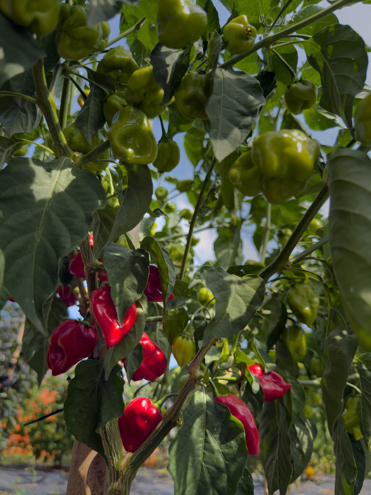 Habanero Red Savina
