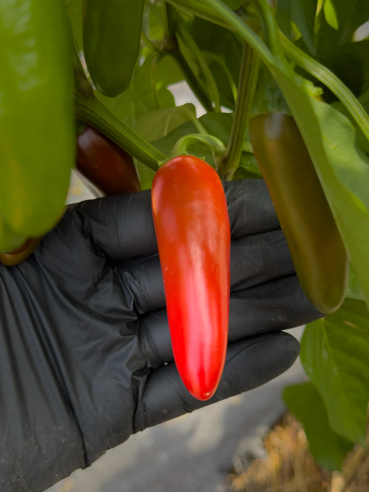 Jalapeño