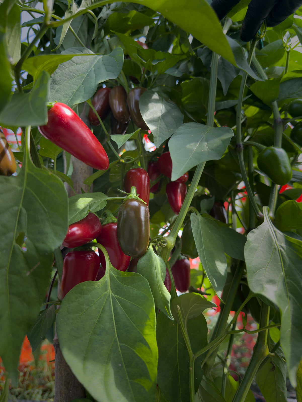 Jalapeño
