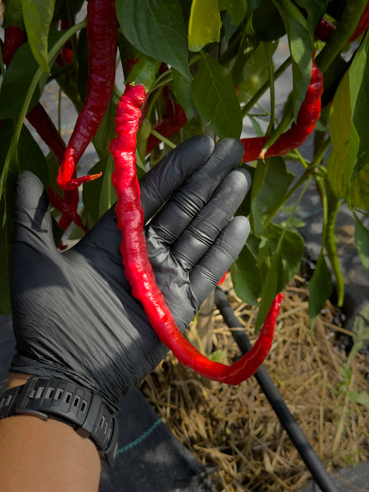 Joe’s Long Cayenne