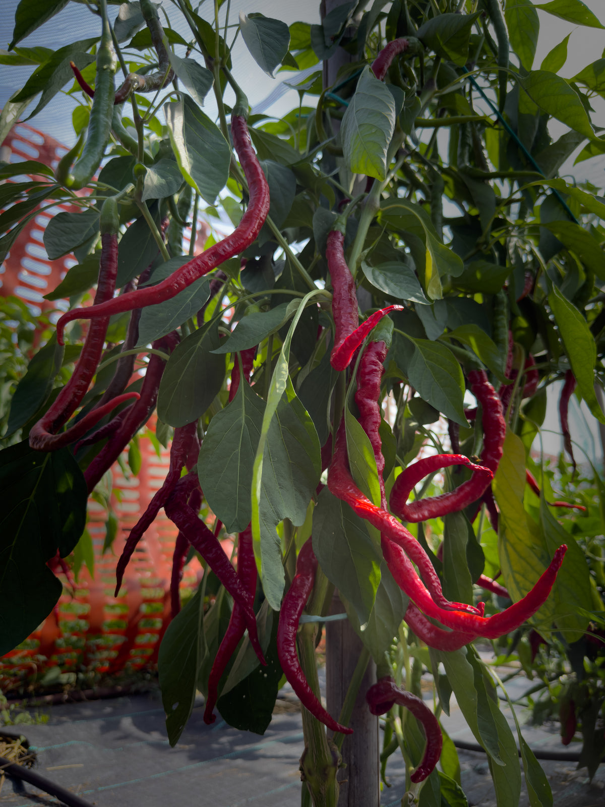Joe’s Long Cayenne