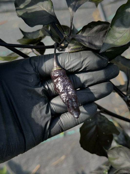 Pimenta Black Jolokia