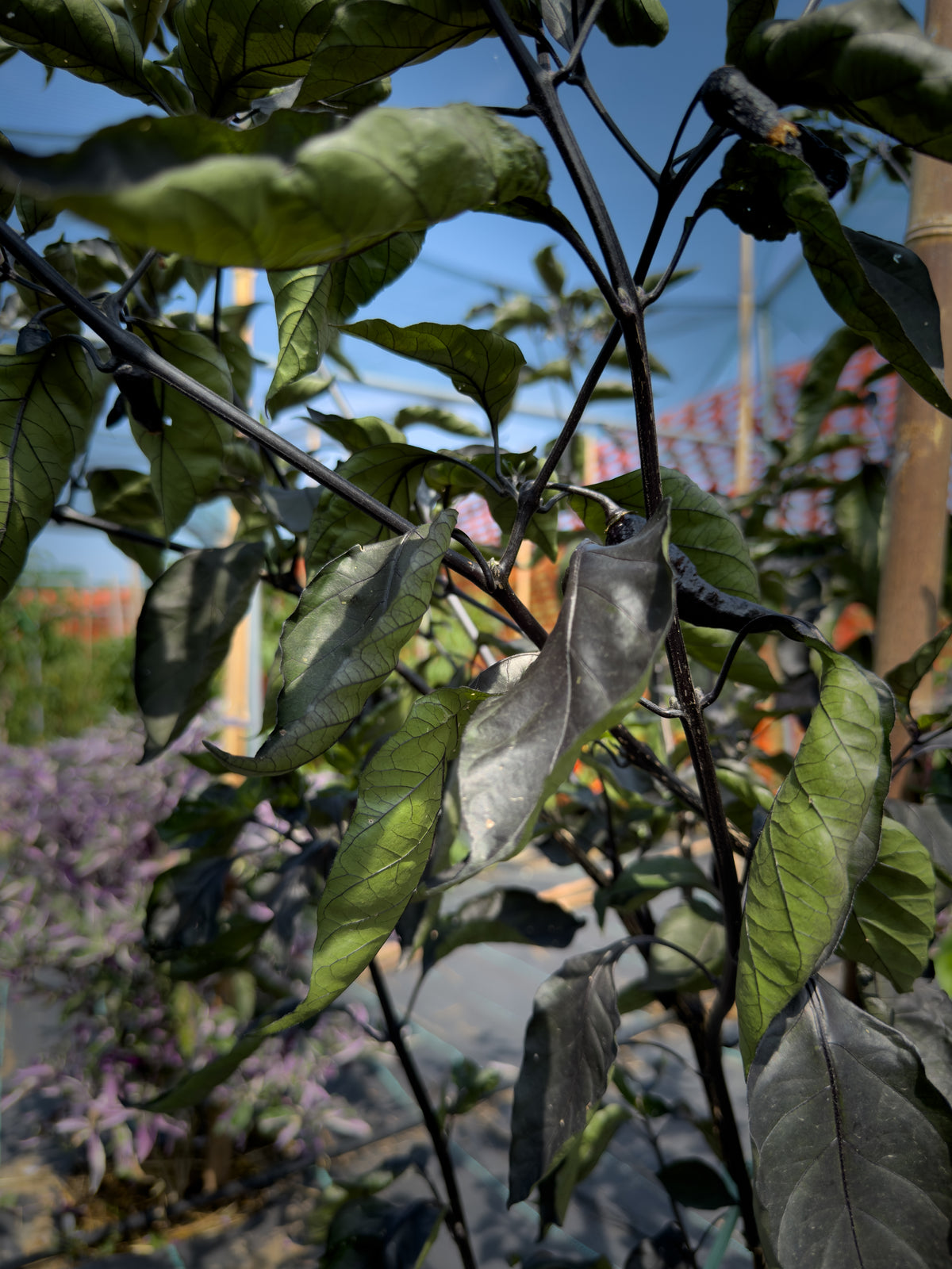 Pimenta Black Jolokia
