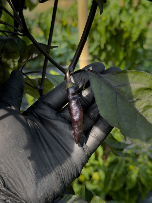 Pimenta de Neyde