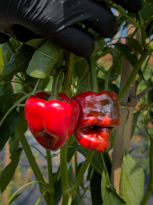 Poblano
