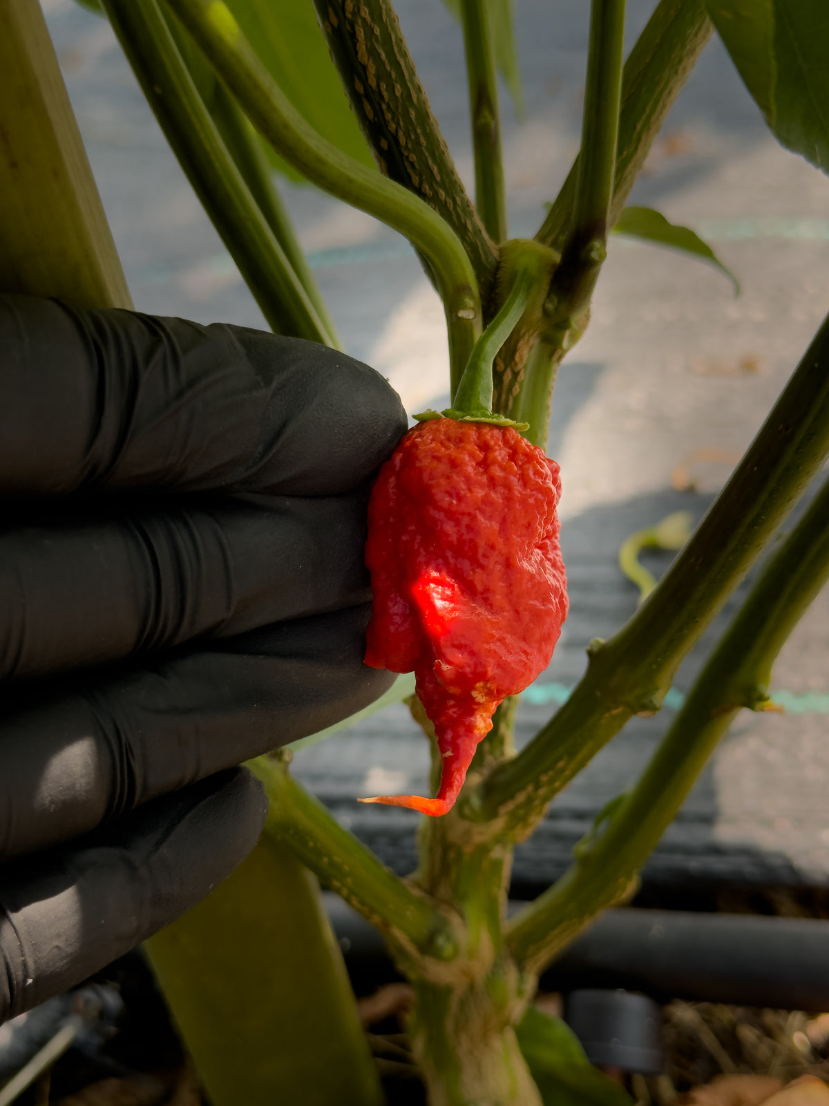 Red Primotalii