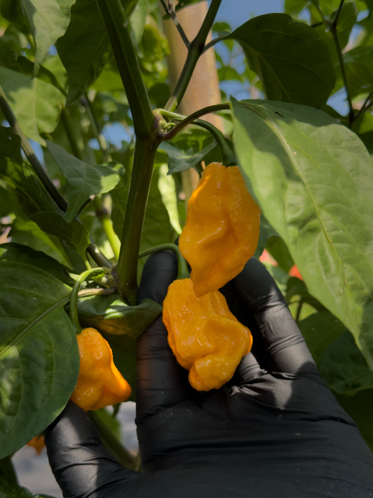 Seven Pot Peach