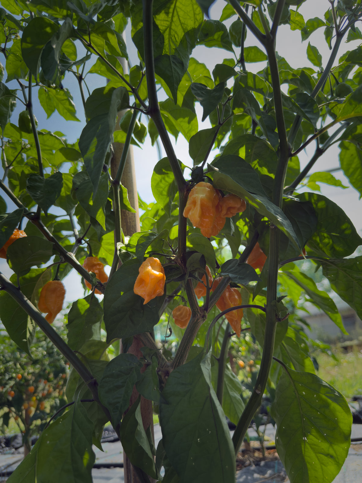 Seven Pot Peach