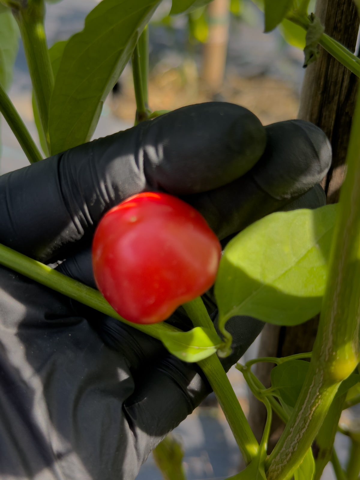 Small Cherry