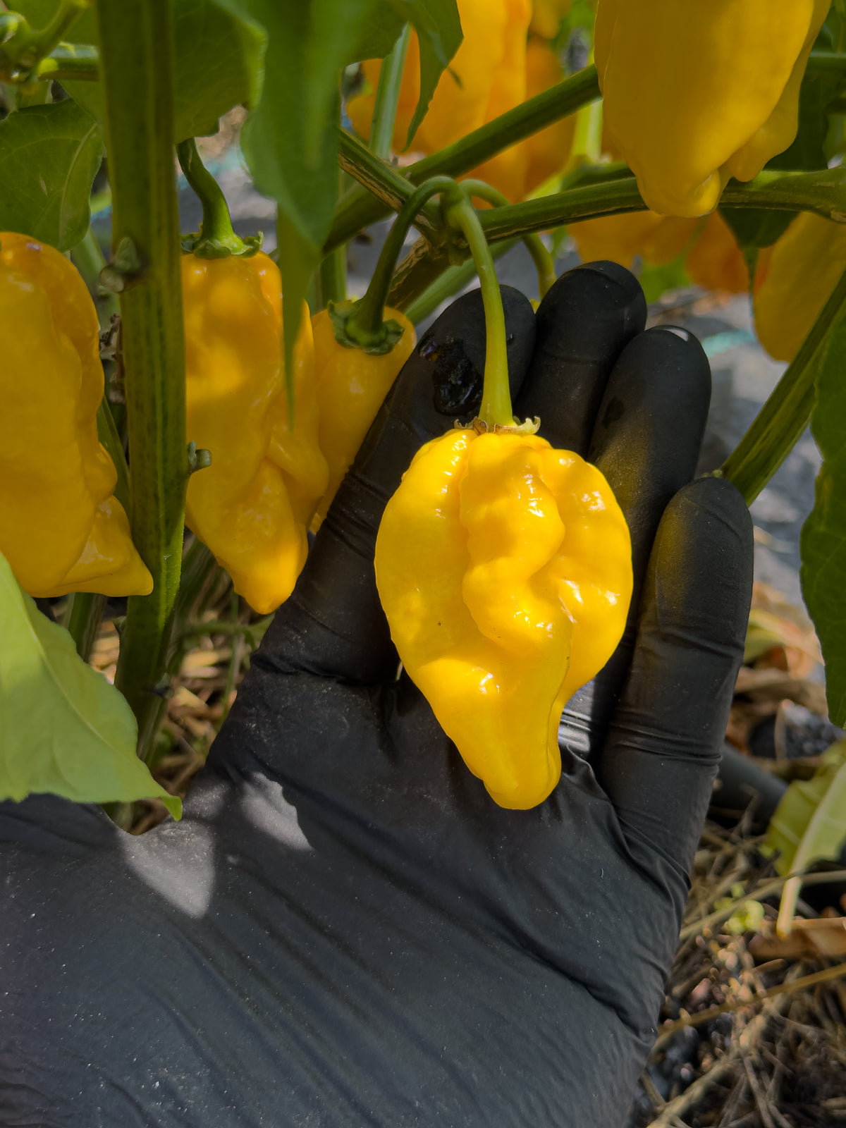 Yellow Habanero
