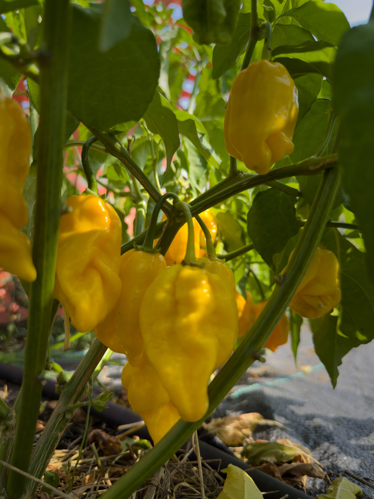 Yellow Habanero