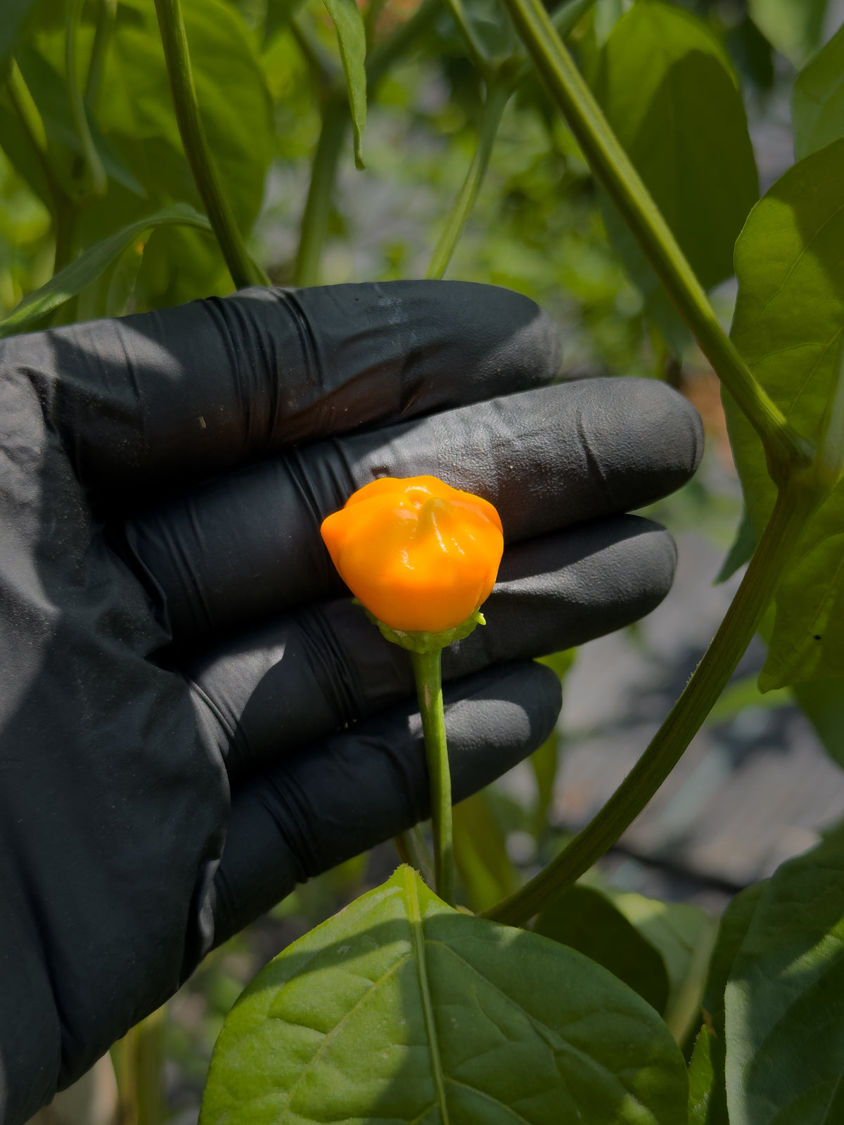 Aji Calabaza