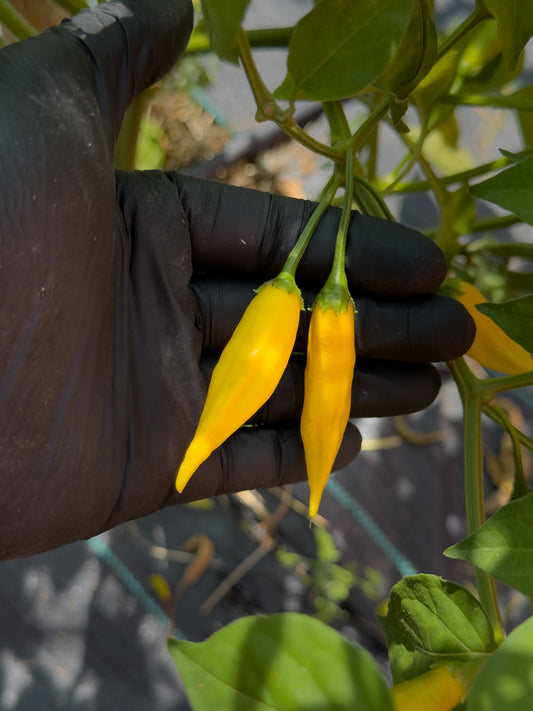 Aji Lemon