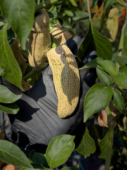 Jalapeño Farmer’s Market